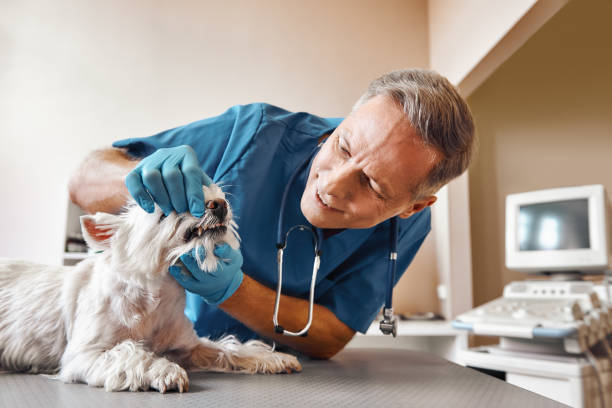 Best Emergency Dental Care for Broken or Chipped Teeth in Kalifornsky, AK